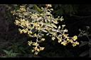 艾納香-花序01.jpg