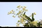 艾納香-花序05.jpg