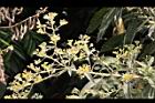 艾納香-花序09.jpg