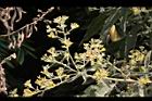 艾納香-花序10.jpg