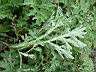 艾草-葉3.JPG