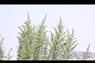 艾-花果枝01.JPG