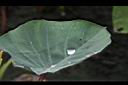 芋-葉04.JPG
