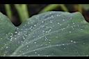 芋-葉05.JPG
