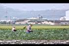 芋-採收01.JPG