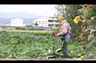 芋-採收11.JPG