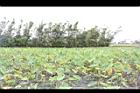 芋-田02.JPG