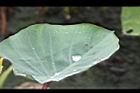 芋-葉03.JPG