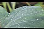 芋-葉06.JPG