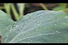 芋-葉07.JPG