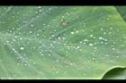 芋-葉08.JPG
