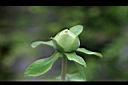 芍藥-花苞02.jpg