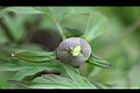芍藥-花苞05.jpg