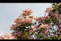 芒果樹-葉13.jpg