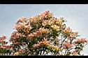 芒果樹-葉14.jpg