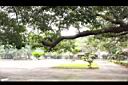 芒果樹-莖00.JPG