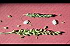 芒稷-稗-小穗0.JPG
