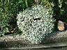 芙蓉01.JPG