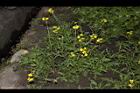 芝麻菜58.JPG