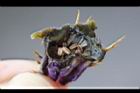 芡-雄蕊0.jpg