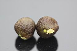 芡-種子10.jpg