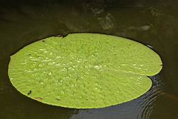 芡-葉02.JPG