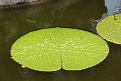 芡-葉04.JPG