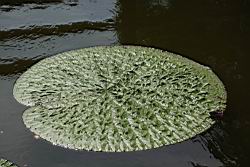 芡-葉06.JPG