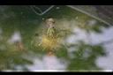 芡-水中花苞2.jpg