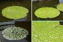 芡-葉.jpg