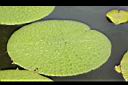 芡-葉01.JPG