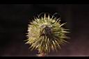 芡-雞頭0.jpg