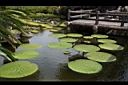 芡03.JPG