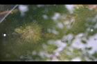 芡-水中花苞0.jpg