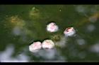芡-種子00.jpg