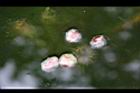 芡-種子01.jpg