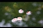 芡-種子02.jpg