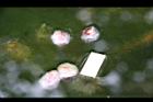 芡-種子03.jpg