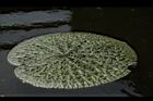 芡-葉07.JPG