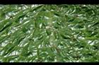 芡-葉正-鉤刺3.jpg