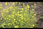 芥菜-花04.JPG