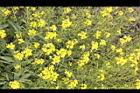 芥菜-花06.JPG