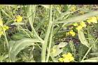 芥菜-莖01.JPG