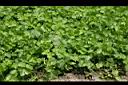 芫荽05.jpg