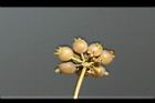 芫荽-實05.jpg