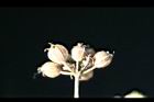 芫荽-實08.jpg