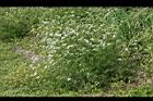 芫荽07.jpg