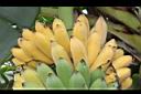 芭蕉-實14.JPG