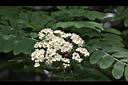 花楸樹-花07.JPG