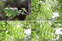 花楸樹-葉.jpg